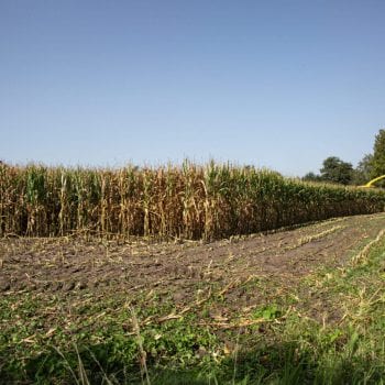 groenbemester biologisch